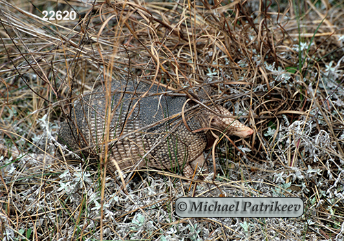 Nine-banded Armadillo (Dasypus novemcinctus)
